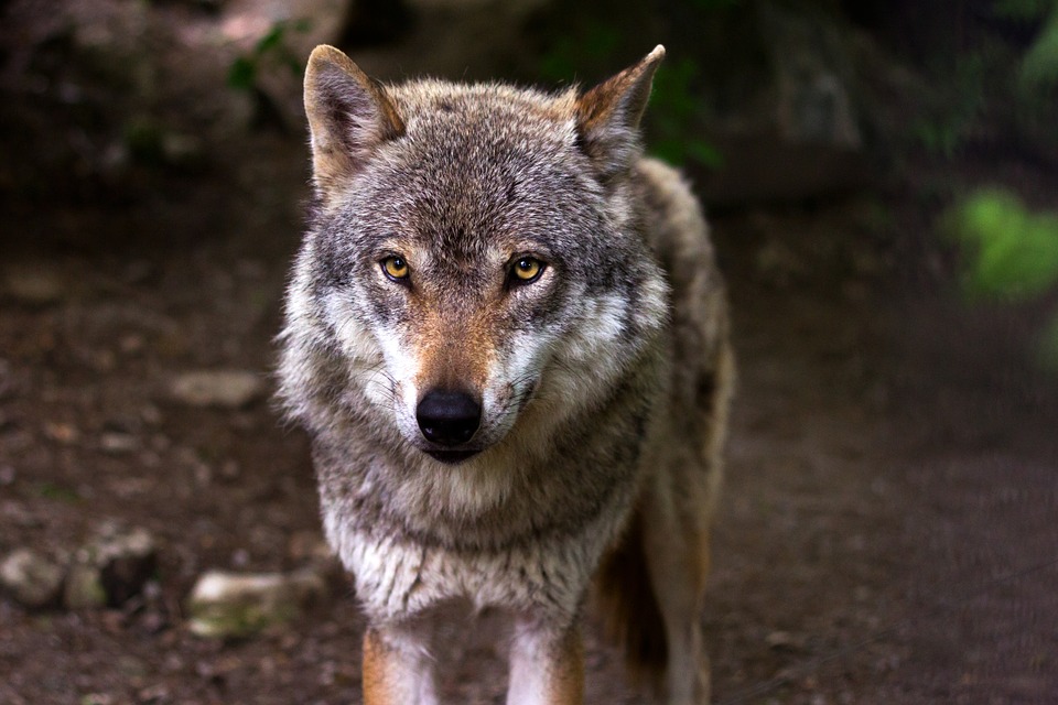 Wölfe in Ostwestfalen: Die Begnungen mit den Grauhunden ist nicht lustig